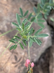 Indigofera tristis