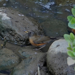 Turdus chrysolaus
