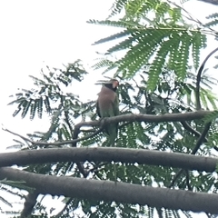 Psittacula alexandri