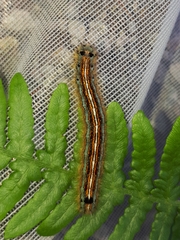 Malacosoma neustria