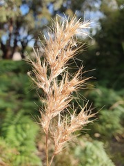 Rytidosperma setaceum