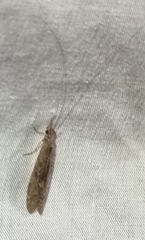 Triplectidinae