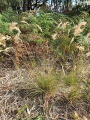 Rytidosperma setaceum