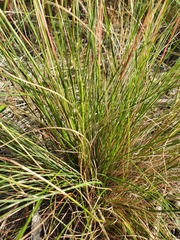 Rytidosperma setaceum