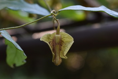 Aristolochia versicolor