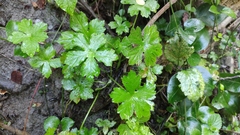 Petagnaea gussonei