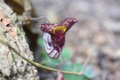 Aristolochia caulialata