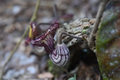 Aristolochia caulialata