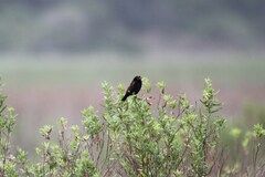 Euplectes capensis capensis