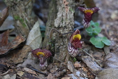 Aristolochia caulialata