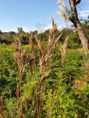 Rytidosperma setaceum