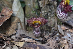 Aristolochia caulialata