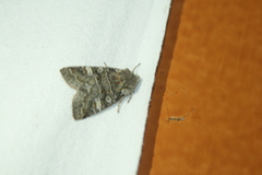 Brachylomia viminalis