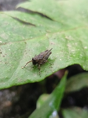 Tetrigidae