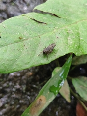 Tetrigidae