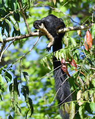 Ratufa bicolor