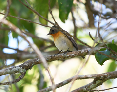 Ficedula mugimaki