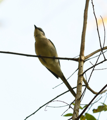 Pericrocotus cantonensis
