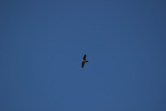 Gypaetus barbatus barbatus