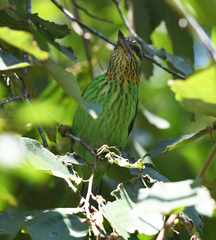 Psilopogon faiostrictus