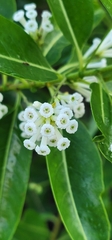 Cestrum diurnum