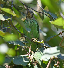 Psilopogon faiostrictus