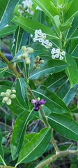 Cestrum diurnum