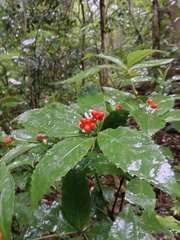 Sarcandra glabra