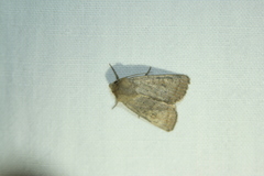 Protolampra sobrina