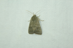 Ipimorpha subtusa