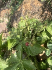 Cyphostemma barbosae