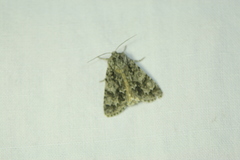 Acronicta auricoma