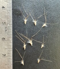 Rytidosperma setaceum