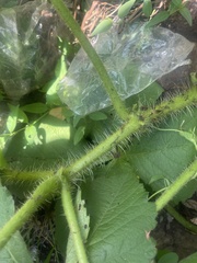 Cyphostemma barbosae