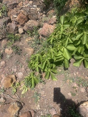 Cyphostemma barbosae