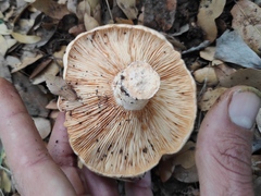 Lactarius zonarius