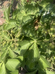 Cyphostemma barbosae