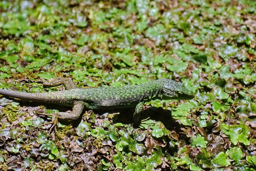 Brauner's Rock Lizard, город-курорт Сочи, Краснодарский край, Россия, photo 8 of 10