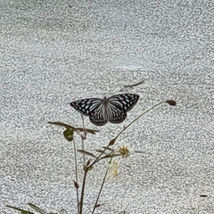 Ideopsis vulgaris