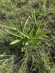 Cyphostemma