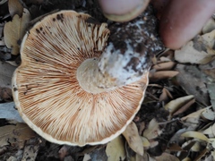 Lactarius zonarius