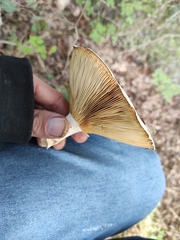 Lactarius zonarius