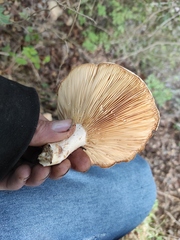 Lactarius zonarius