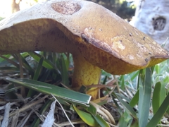 Suillus