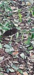 Papilio polytes