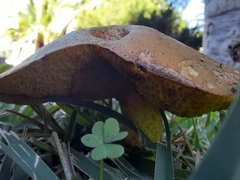 Suillus