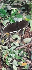 Papilio polytes