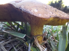 Suillus