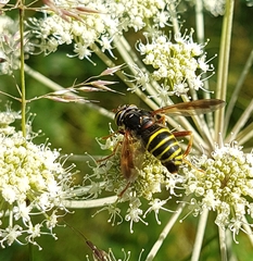 Spilomyia diophthalma