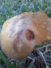 Suillus